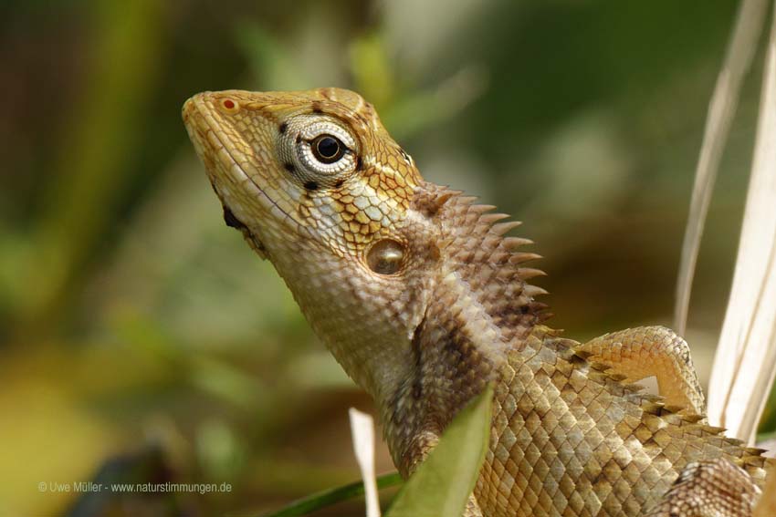 Blutsaugeragame, auch Verschiedenfarbige Schönechse (Calotes versicolor)