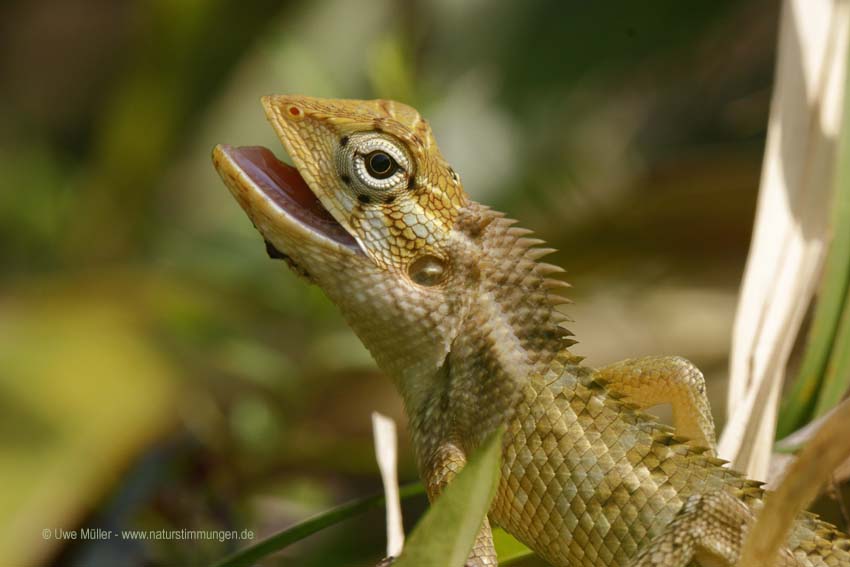 Blutsaugeragame, auch Verschiedenfarbige Schönechse (Calotes versicolor)