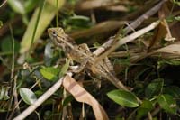 Blutsaugeragame, auch Verschiedenfarbige Schönechse (Calotes versicolor)