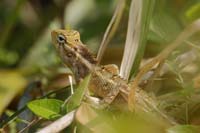 Blutsaugeragame, auch Verschiedenfarbige Schönechse (Calotes versicolor)