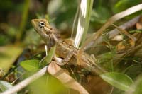 Blutsaugeragame, auch Verschiedenfarbige Schönechse (Calotes versicolor)