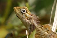 Blutsaugeragame, auch Verschiedenfarbige Schönechse (Calotes versicolor)