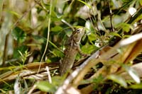 Blutsaugeragame, auch Verschiedenfarbige Schönechse (Calotes versicolor)