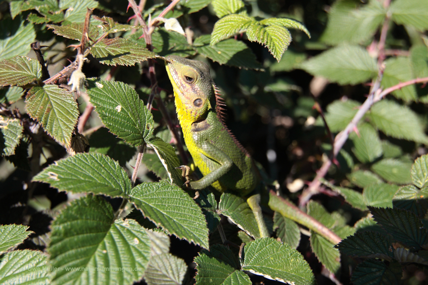 Sägerückenagame (Calotes calotes)