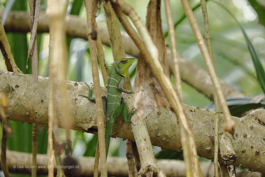 Sägerückenagame (Calotes calotes)