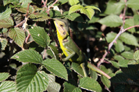 Sägerückenagame (Calotes calotes)