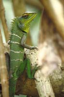 Sägerückenagame (Calotes calotes)