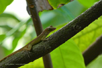 Jamaika-Anolis (Anolis garmani)