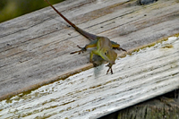 Jamaika-Anolis (Anolis garmani)