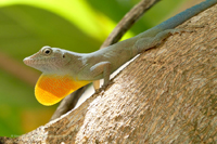 Jamaika-Anolis (Anolis garmani)