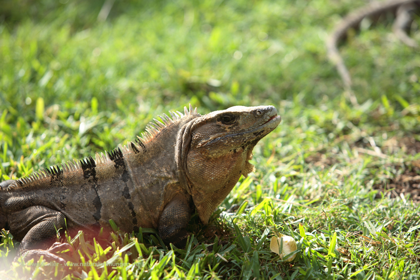 Gemeiner Schwarzleguan (Ctenosaura similis)