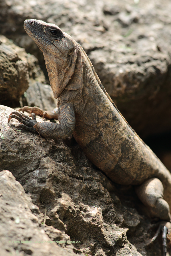 Gemeiner Schwarzleguan (Ctenosaura similis)