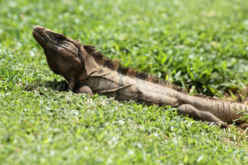 Gemeiner Schwarzleguan (Ctenosaura similis)