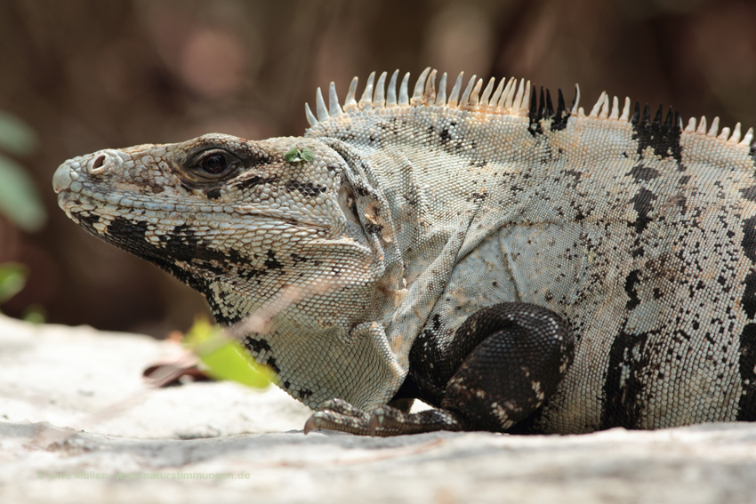 Gemeiner Schwarzleguan (Ctenosaura similis)