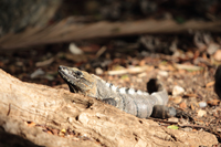 Gemeiner Schwarzleguan (Ctenosaura similis)