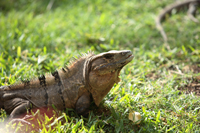 Gemeiner Schwarzleguan (Ctenosaura similis))