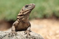 Gemeiner Schwarzleguan (Ctenosaura similis)