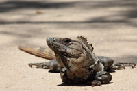 Gemeiner Schwarzleguan (Ctenosaura similis)