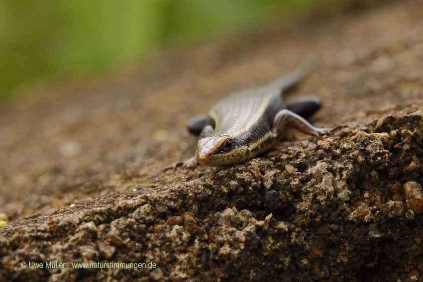 Eutropis carinata (Eutropis carinata)