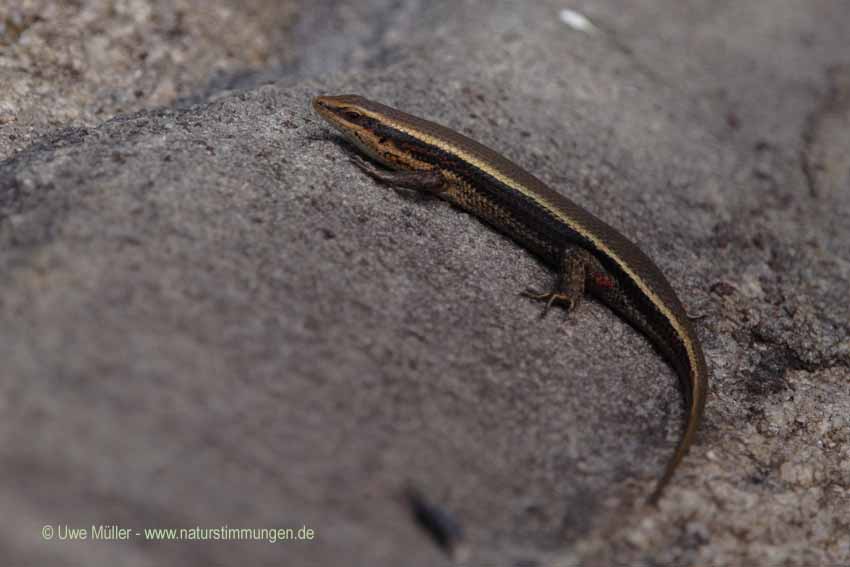 Eutropis carinata (Eutropis carinata)