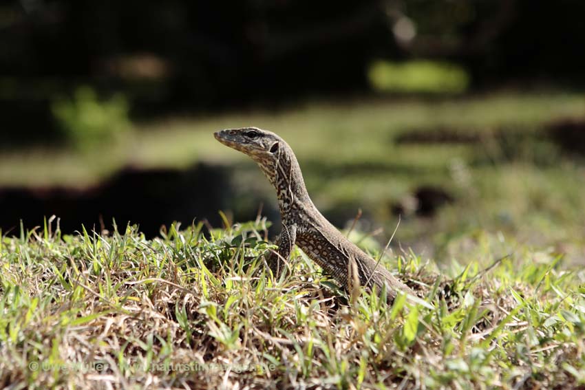 Bengalenwaran (Varanus bengalensis nebulosus)