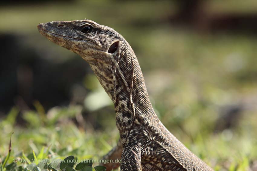 Bengalenwaran (Varanus bengalensis nebulosus)