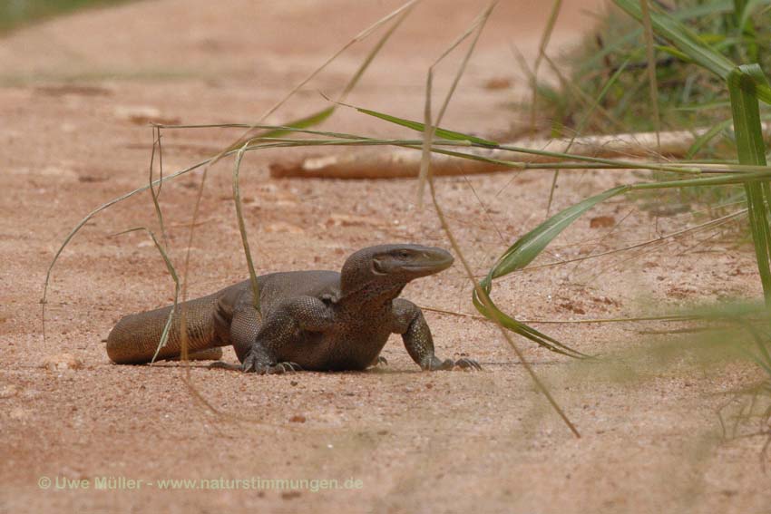 Bengalenwaran (Varanus bengalensis nebulosus)