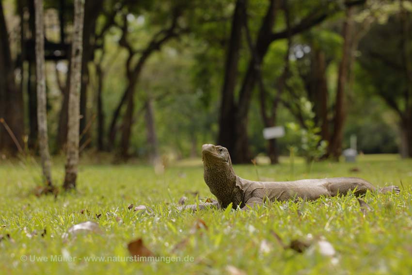 Bengalenwaran (Varanus bengalensis nebulosus)