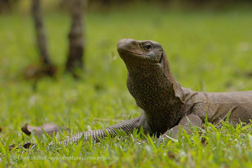 Bengalenwaran (Varanus bengalensis nebulosus)