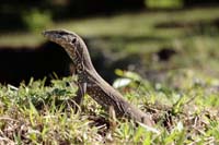 Bengalenwaran (Varanus bengalensis nebulosus)