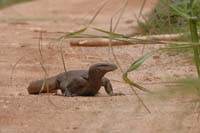 Bengalwaran (Varanus bengalensis nebulosus)