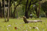 Bengalenwaran (Varanus bengalensis nebulosus)