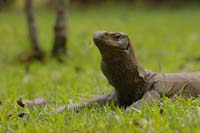 Bengalenwaran (Varanus bengalensis nebulosus)