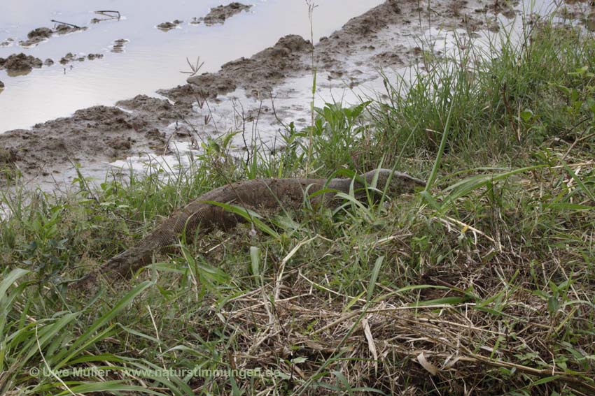 Bindenwaran (Varanus salvator)