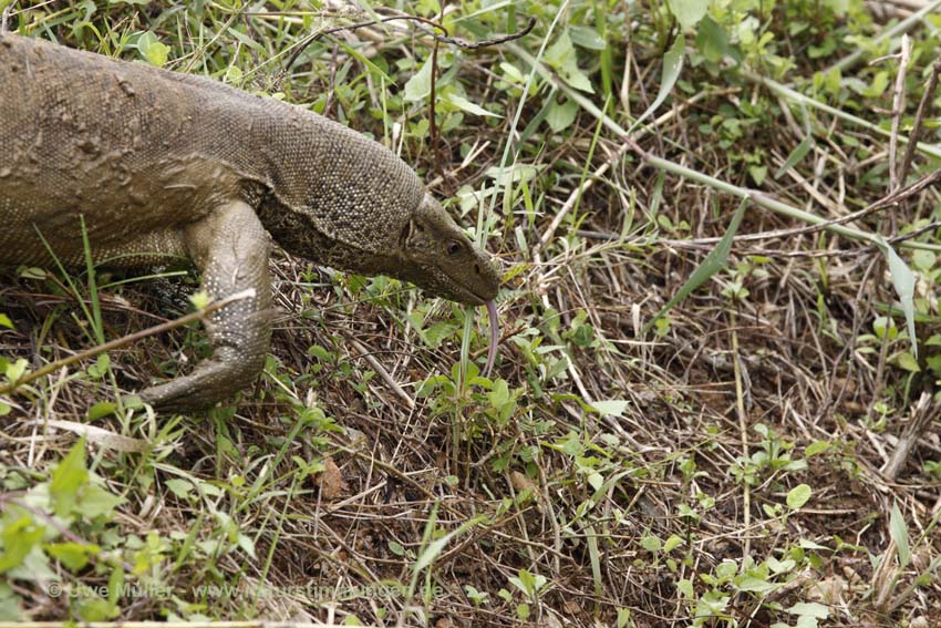 Bindenwaran (Varanus salvator)