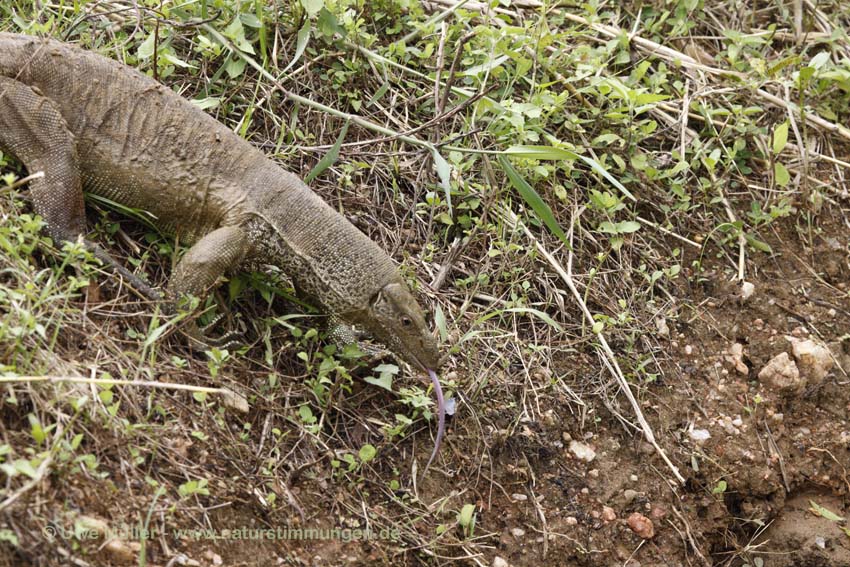 Bindenwaran (Varanus salvator)