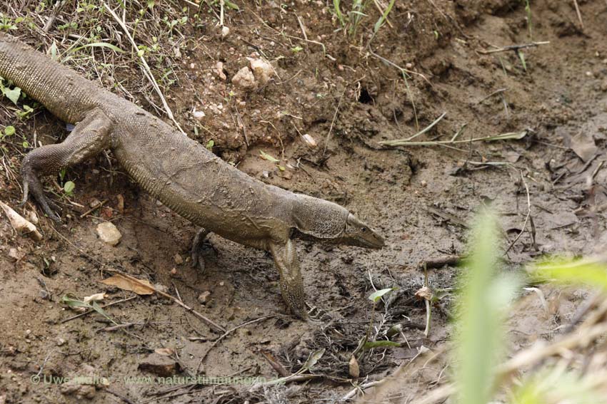 Bindenwaran (Varanus salvator)