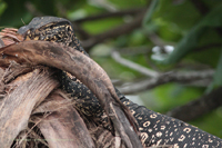 Bindenwaran (Varanus salvator)