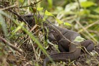 Bindenwaran (Varanus salvator)