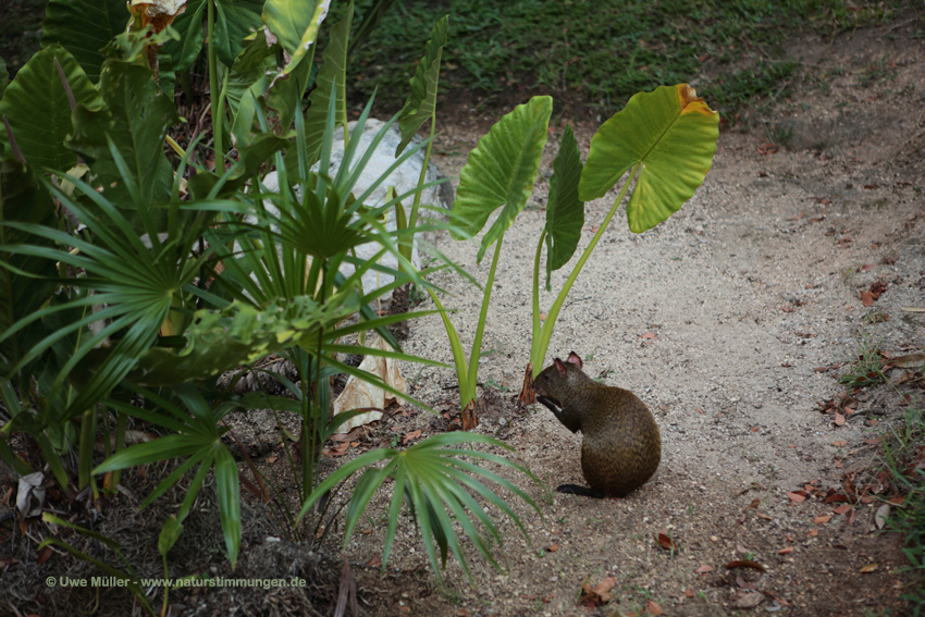 Mexikanisches Aguti (Dasyprocta mexicana)