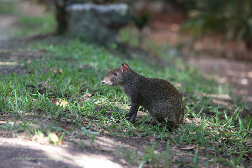 Mexikanisches Aguti (Dasyprocta mexicana)