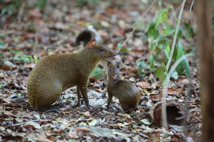 Mexikanisches Aguti (Dasyprocta mexicana)