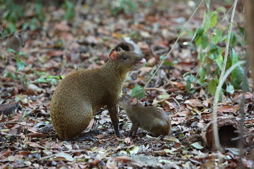 Mexikanisches Aguti (Dasyprocta mexicana)