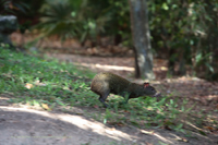 Mexikanisches Aguti (Dasyprocta mexicana)