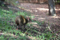 Mexikanisches Aguti (Dasyprocta mexicana)