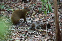 Mexikanisches Aguti (Dasyprocta mexicana)