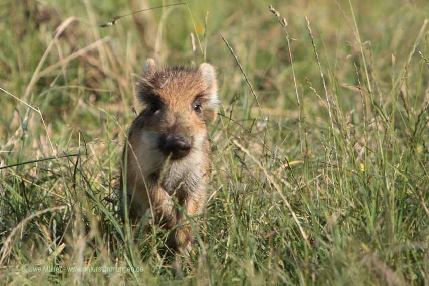 Wildschwein (Sus scrofa)