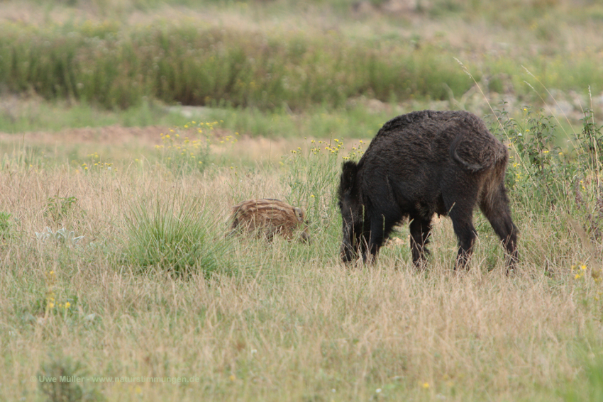 Wildschwein (Sus scrofa)