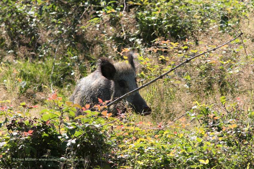 Wildschwein (Sus scrofa)