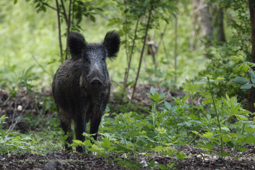 Wildschwein (Sus scrofa)